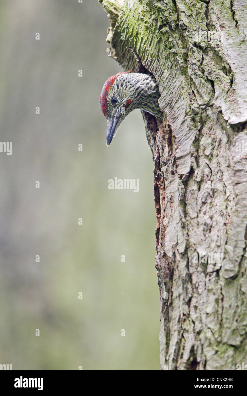 Green Woodpecker (Picus viridis) male chick, looking out from nest hole entrance in tree trunk, Suffolk, England, may Stock Photo