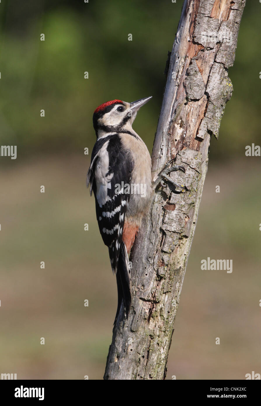 Greater Spotted Woodpecker (Dendrocopus major) juvenile, clinging to dead branch, Norfolk, England, june Stock Photo