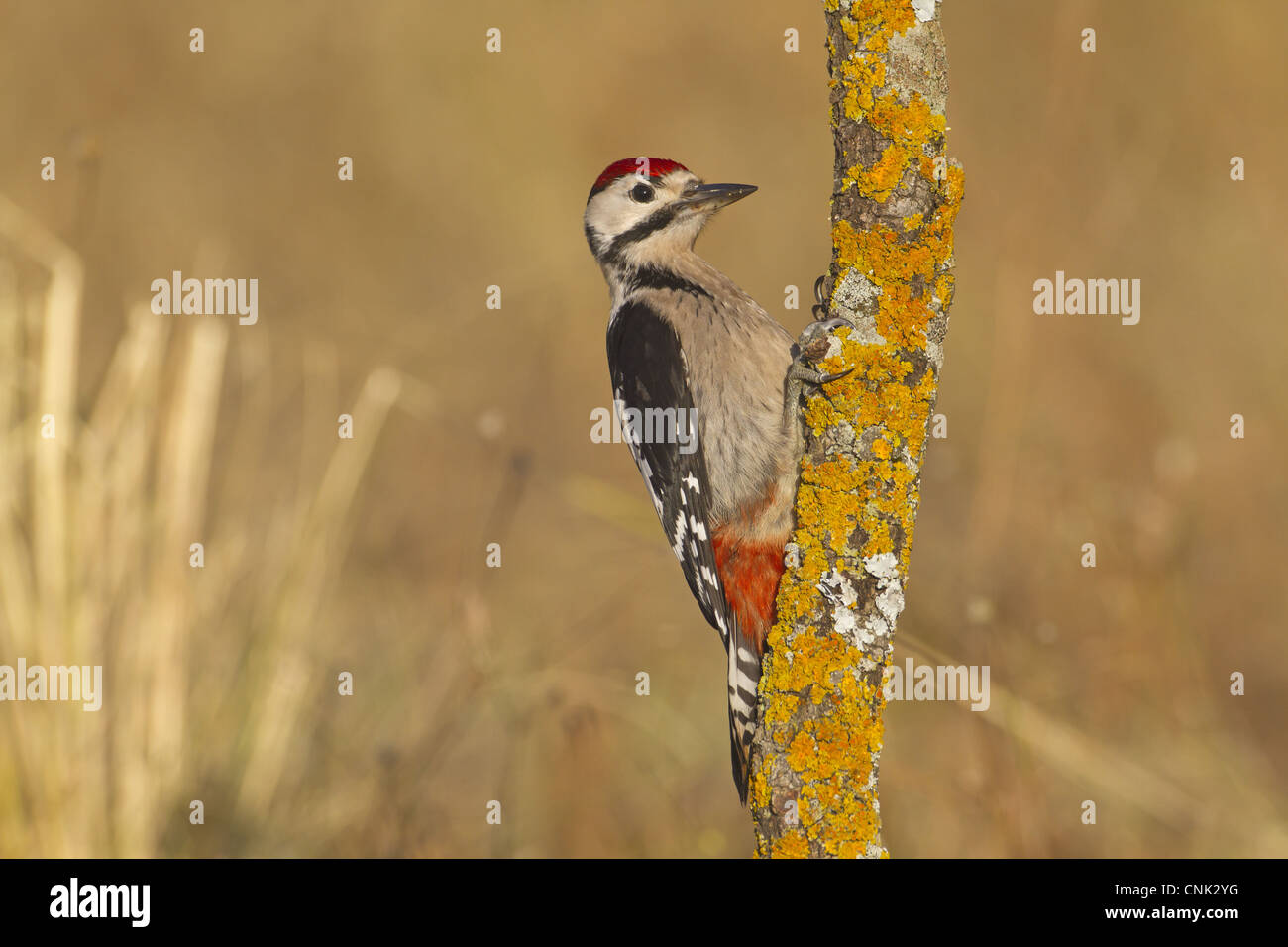 Greater Spotted Woodpecker (Dendrocopus major) juvenile, clinging to lichen covered trunk, Northern Spain, july Stock Photo