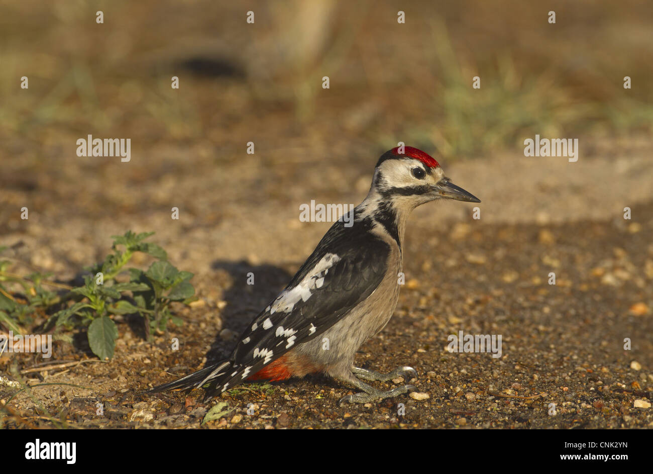 Greater Spotted Woodpecker (Dendrocopus major) juvenile, standing on ground, Northern Spain, july Stock Photo
