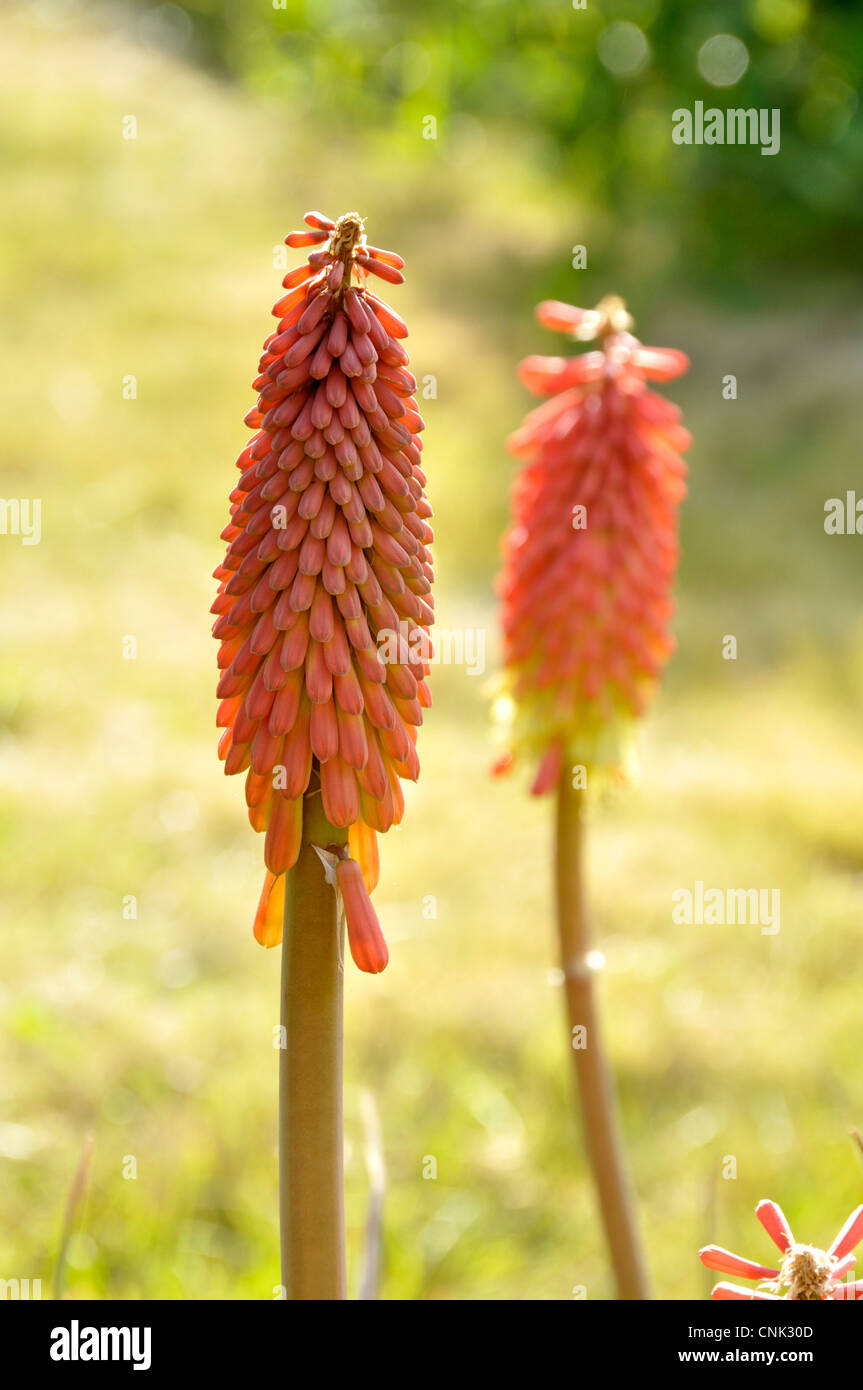 Flower of Tritoma, Red hot poker, Torch lily, Poker plant (Kniphofia sp ...