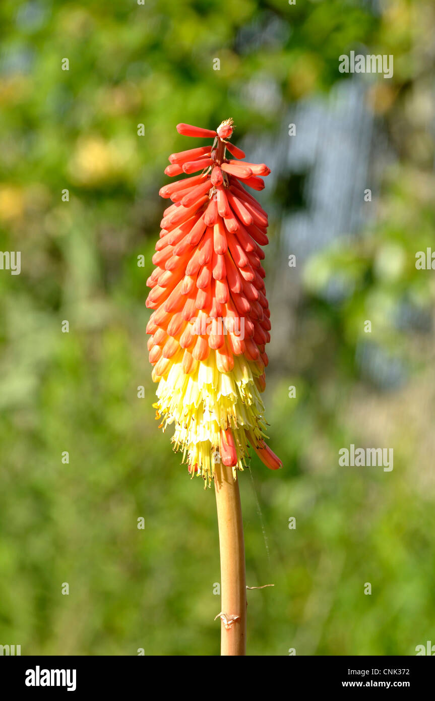 Flower of Tritoma, Red hot poker, Torch lily, Poker plant (Kniphofia sp