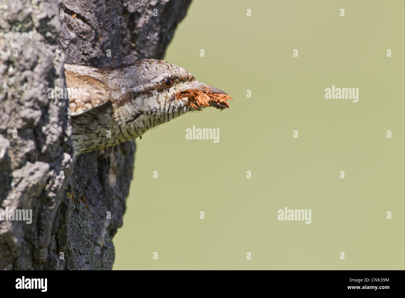 Eurasian Wryneck (Jynx torquilla) adult, with woodchips in beak, excavating nesthole in tree trunk, Bulgaria, may Stock Photo