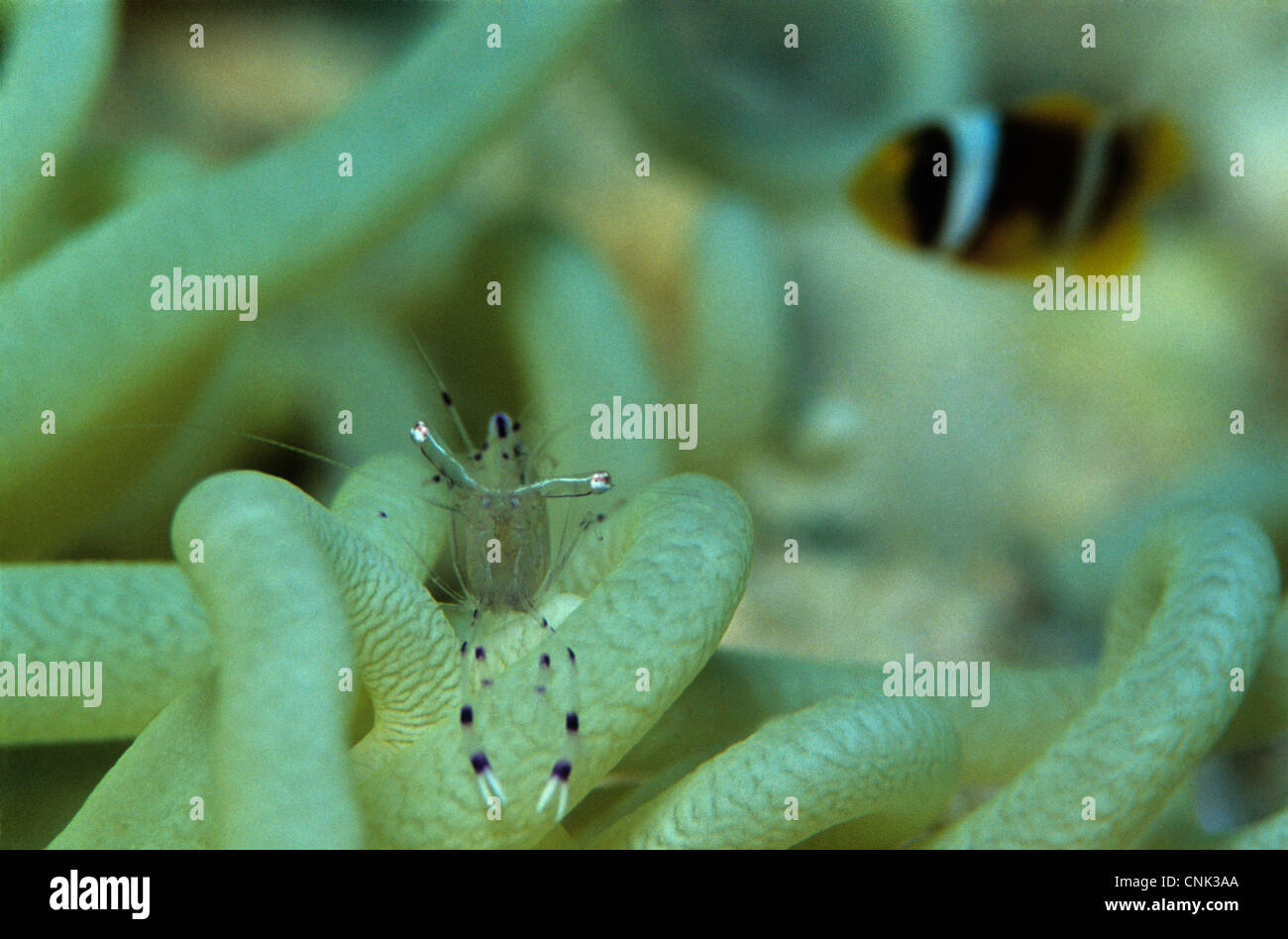 Anemone shrimp, Periclimenes longicarpus, in Leathery Sea anemone, Heteractis crispa, Red Sea Anemonefish, Amphiprion bicinctus Stock Photo