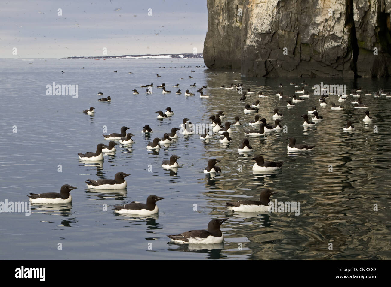 Brunnich's Guillemot Uria lomvia adults summer plumage flock swimming sea breeding cliffs Alkenfjellet Spitzbergen Svalbard july Stock Photo