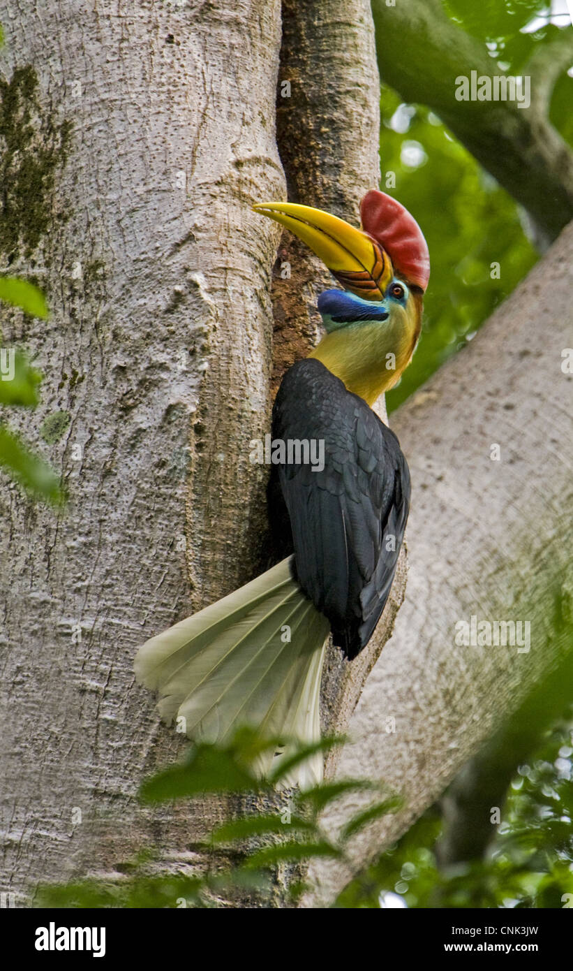 Knobbed Hornbill (Aceros cassidix) adult male, at entrance to nesthole in tree trunk, Tangkoko, Sulawesi, Indonesia Stock Photo