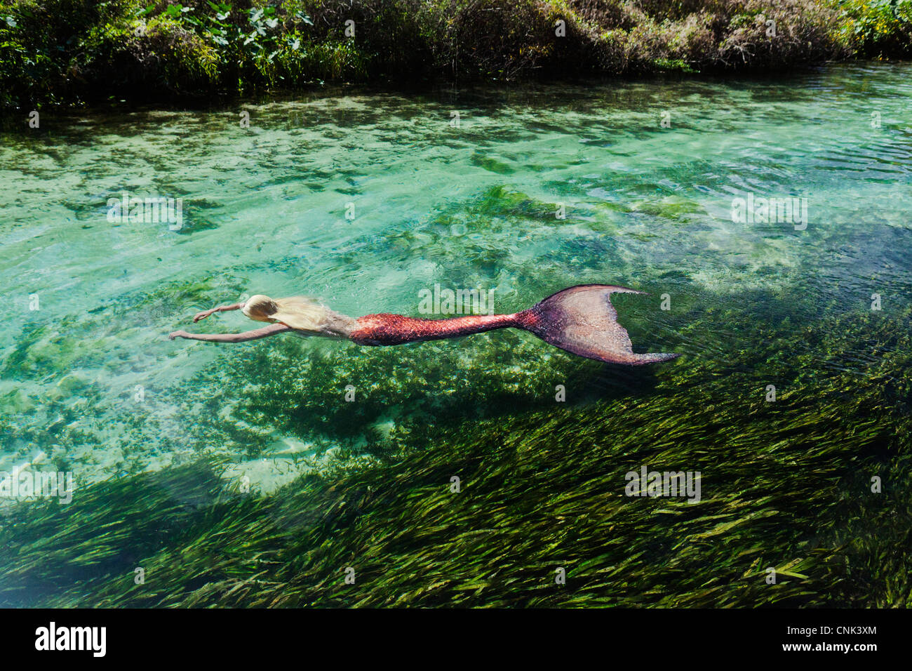 Mermaid floating on her stomach down Weeki Wachee Springs River in Florida Stock Photo