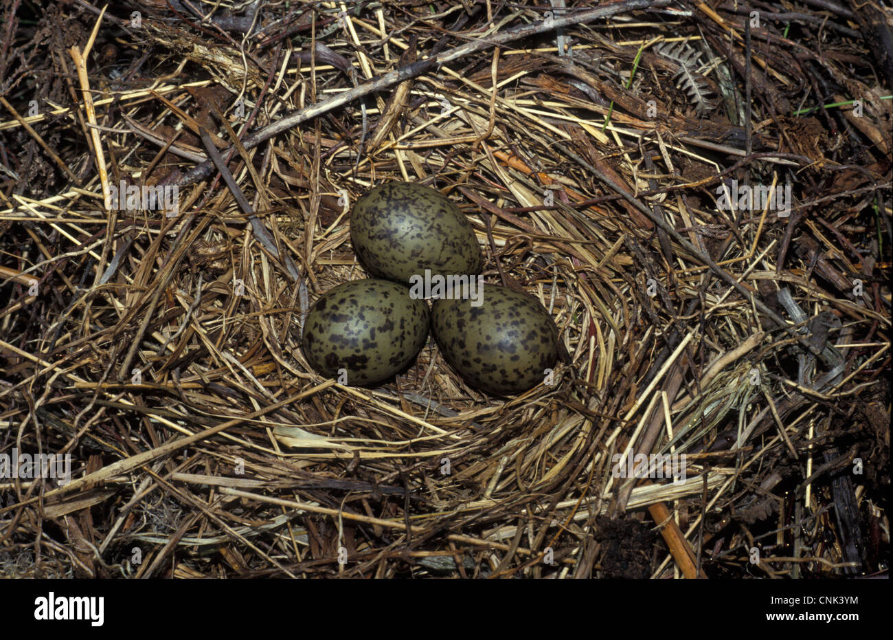 Black-headed Gull (Larus ridibundus) three eggs in nest Stock Photo
