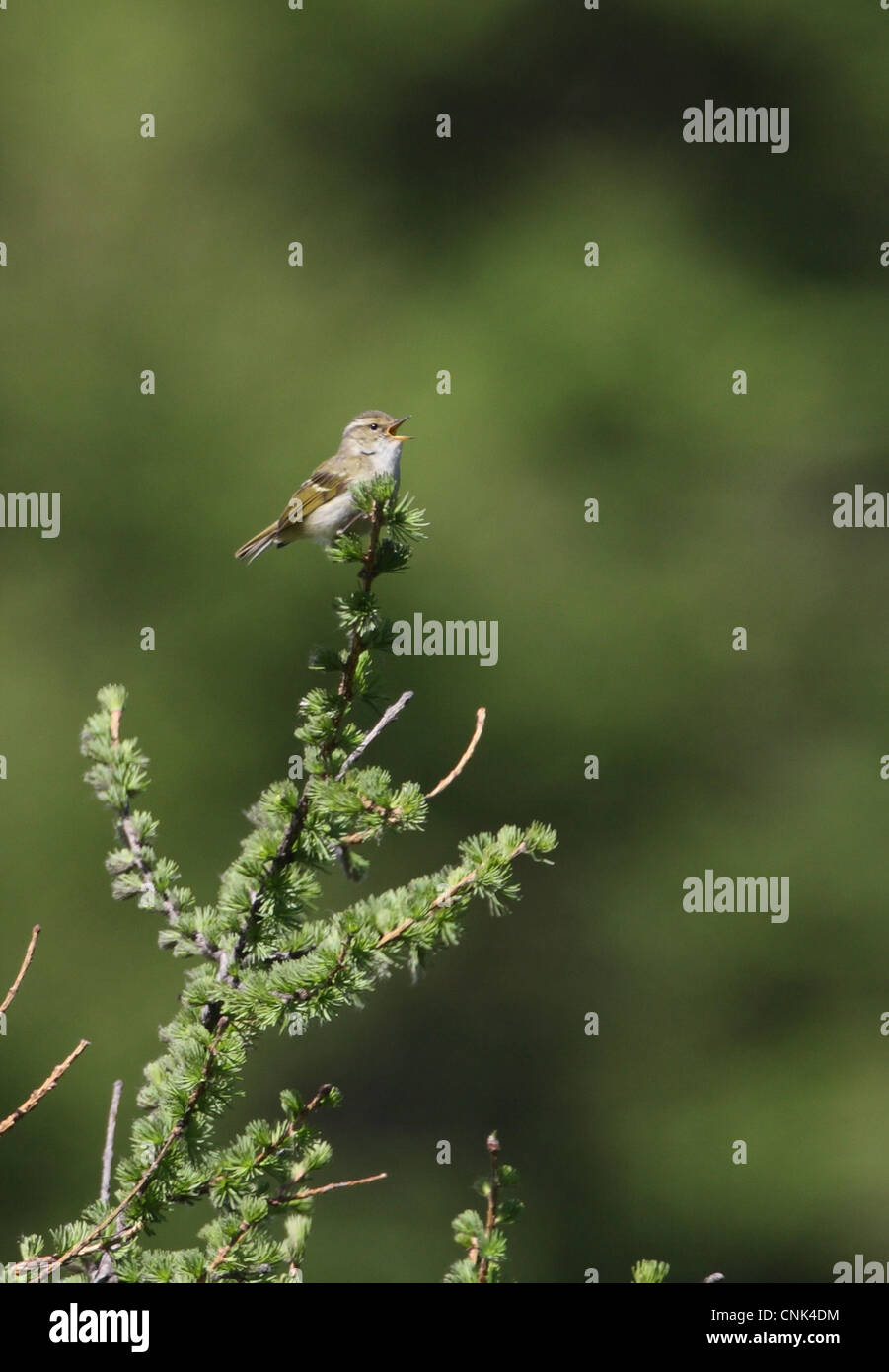 Chinese Leaf-warbler (Phylloscopus yunnanensis) adult male, singing, perched at top of tree, Old Peak, Hebei, China, may Stock Photo