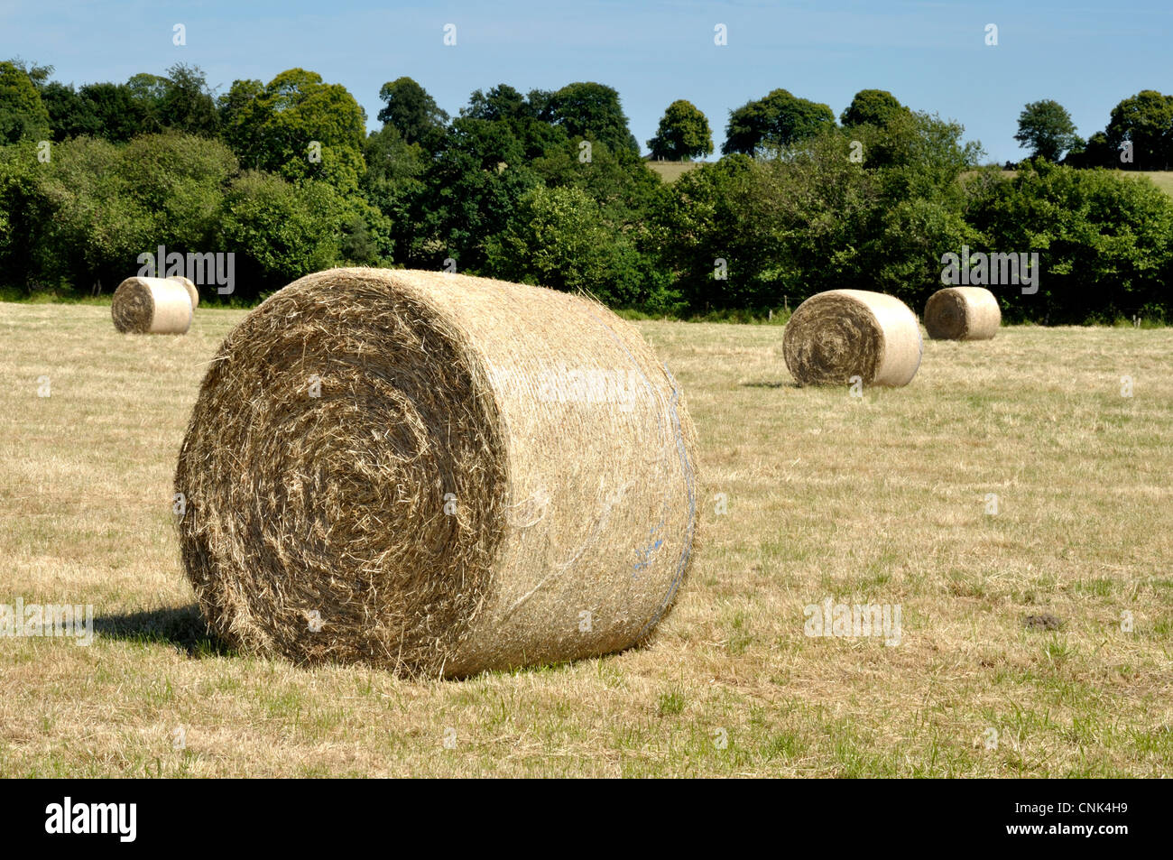 hay bales for sale nz