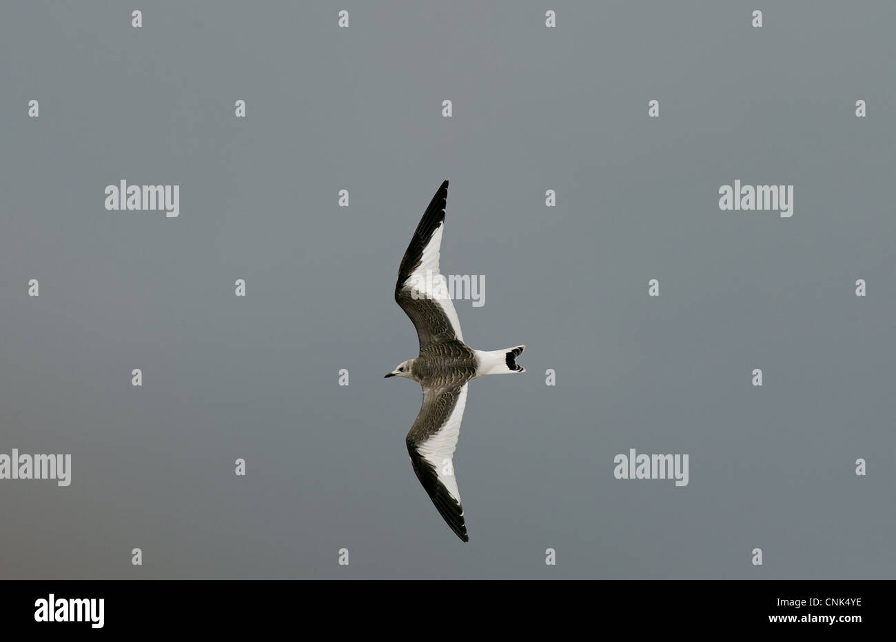 Sabine's Gull (Larus sabini) juvenile, in flight, New Brighton, Wirral Peninsula, Merseyside, England, september Stock Photo