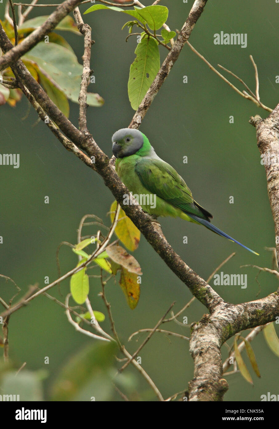 Layard's Parakeet (Psittacula calthropae) adult female, perched in tree during rainfall, Sri Lanka, december Stock Photo