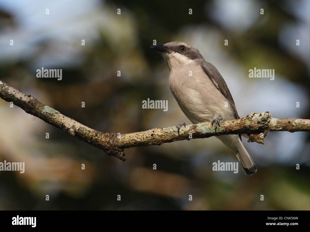 Tephrodornis affinis hires stock photography and images Alamy