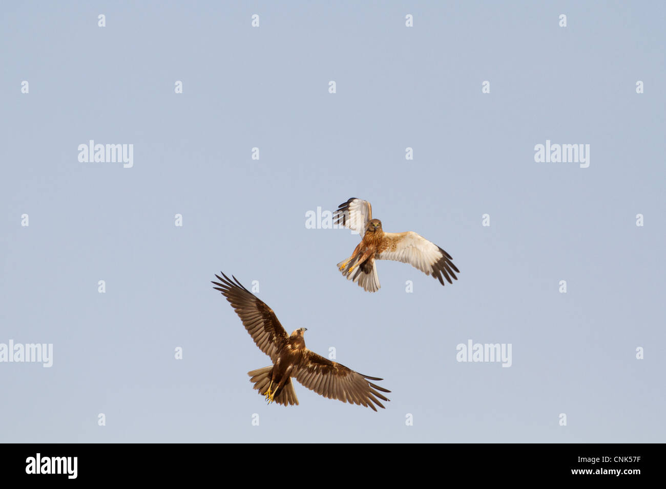 Western Marsh Harrier (Circus aeruginosus) adult pair, in flight, sparring in courtship display, Norfolk, England, january Stock Photo