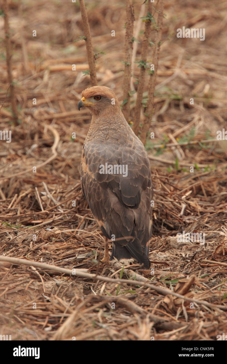 Savanna Hawk (Buteogallus meridionalis) adult, standing on ground, Transpantaneira, Mato Grosso, Brazil, september Stock Photo