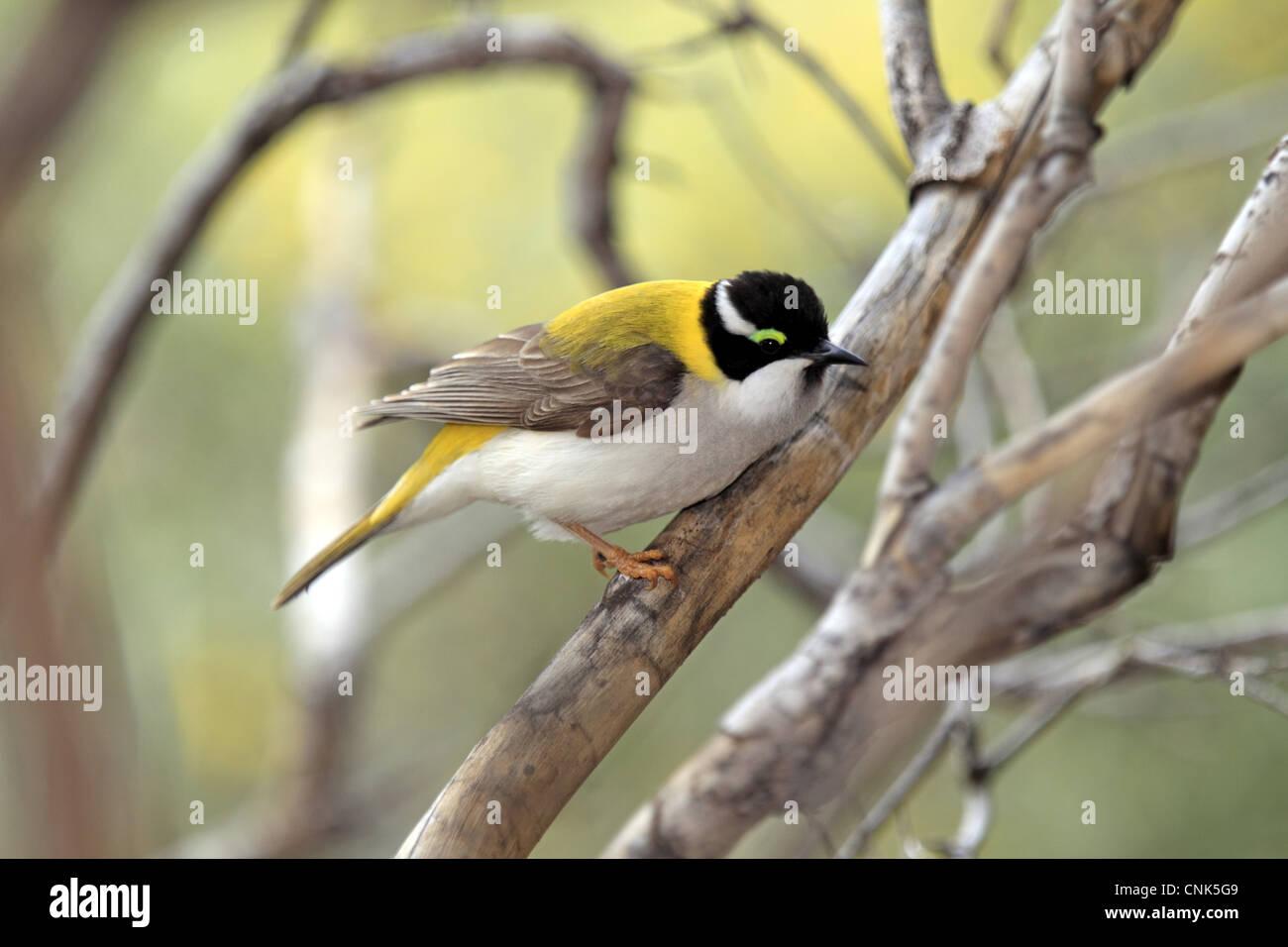 Golden-backed Honeyeater (Melithreptus gularis laetior) adult, perched on branch, Outback, Northern Territory, Australia Stock Photo