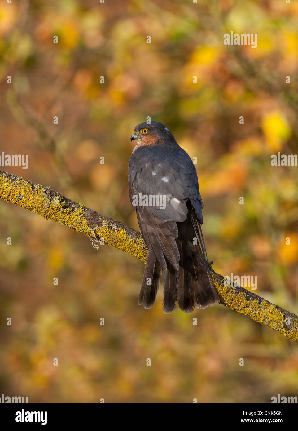 Eurasian Sparrowhawk Accipiter Nisus Adult Male Perched On Branch In Oak Woodland Norfolk