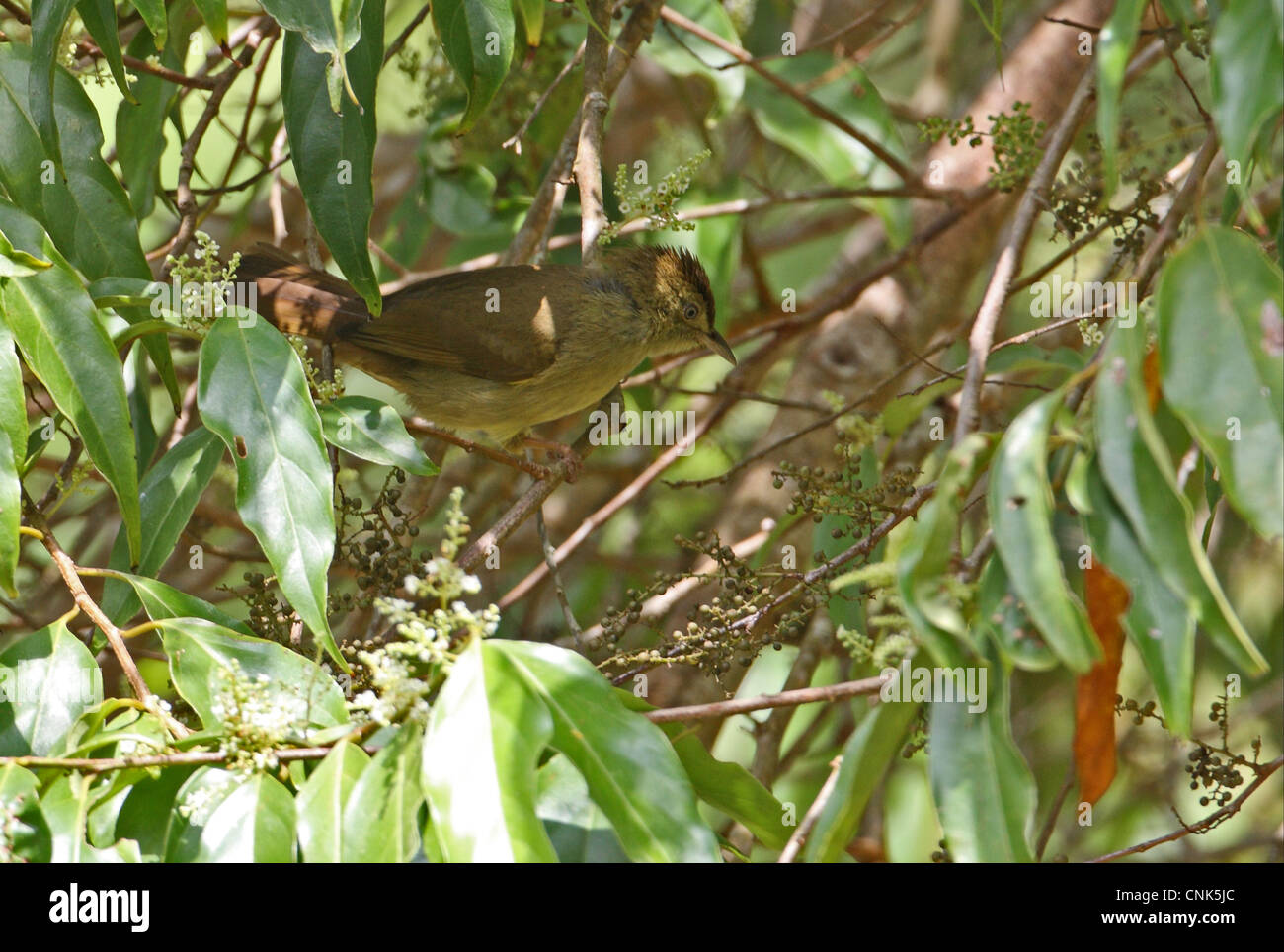 Grey-eyed Bulbul (Iole propinqua) adult, perched in fruiting tree, Kaeng Krachan N.P., Thailand, november Stock Photo