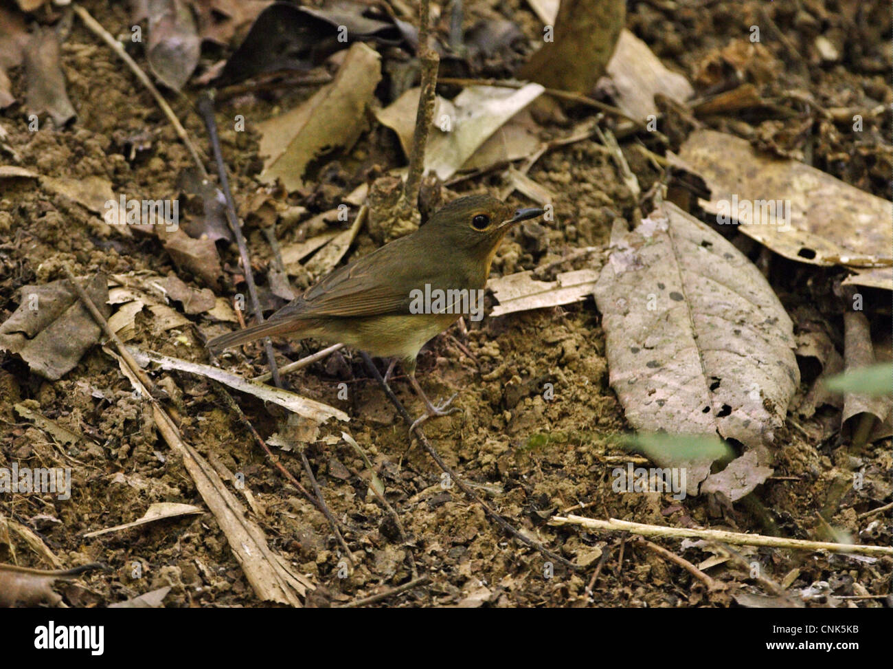 Chinese Blue-flycatcher (Cyornis glaucicomans) adult female, standing on forest floor, Khao Nor Chuchi, Thailand, february Stock Photo