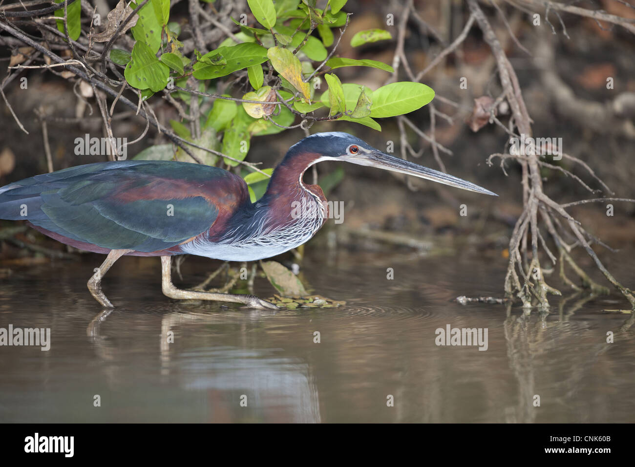 Agami Heron (Agamia agami) adult, hunting in river, Pixaim River ...