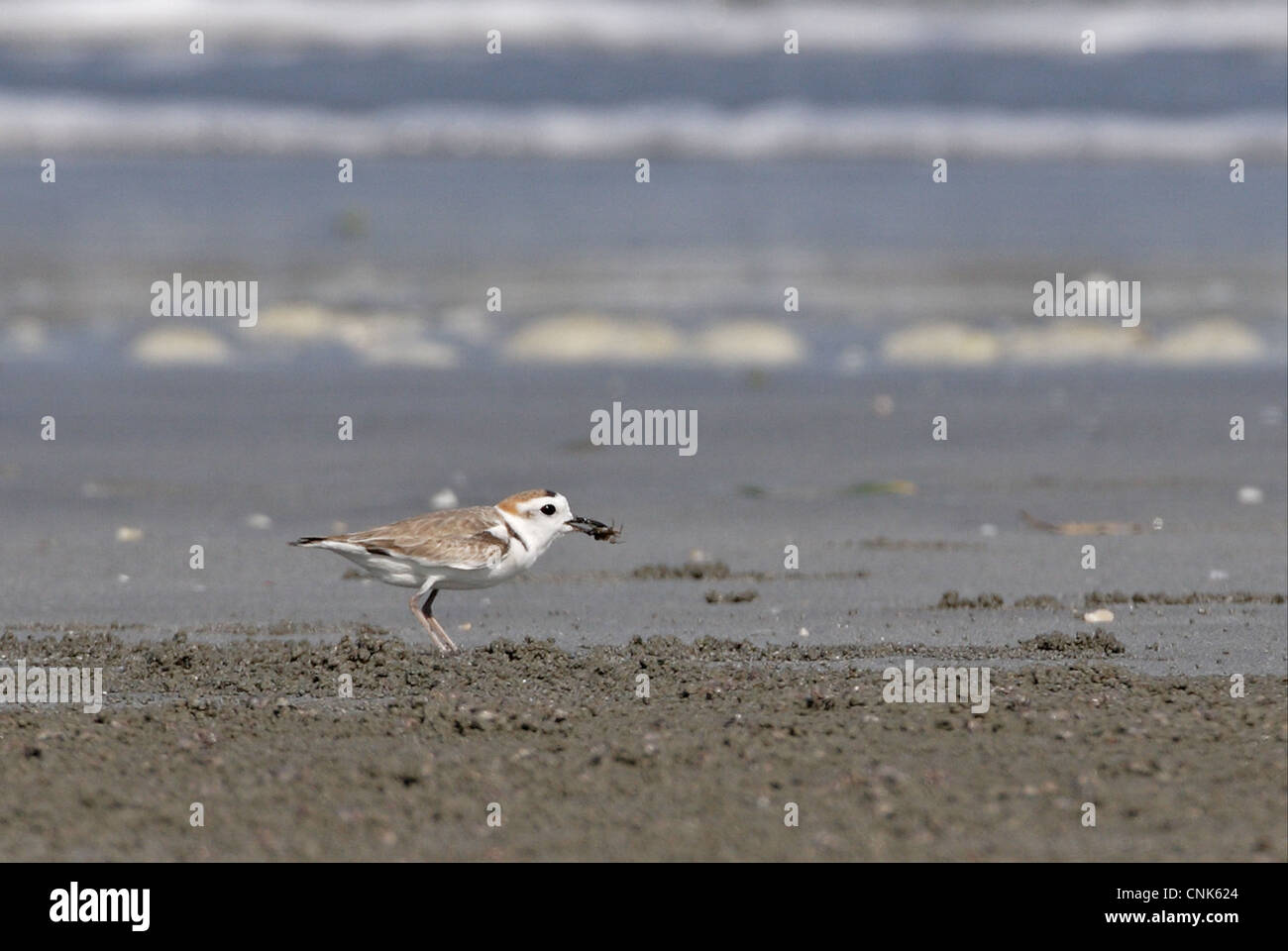 White-faced Plover (Charadrius dealbatus) adult, feeding on crab, standing on beach, Thailand, february Stock Photo