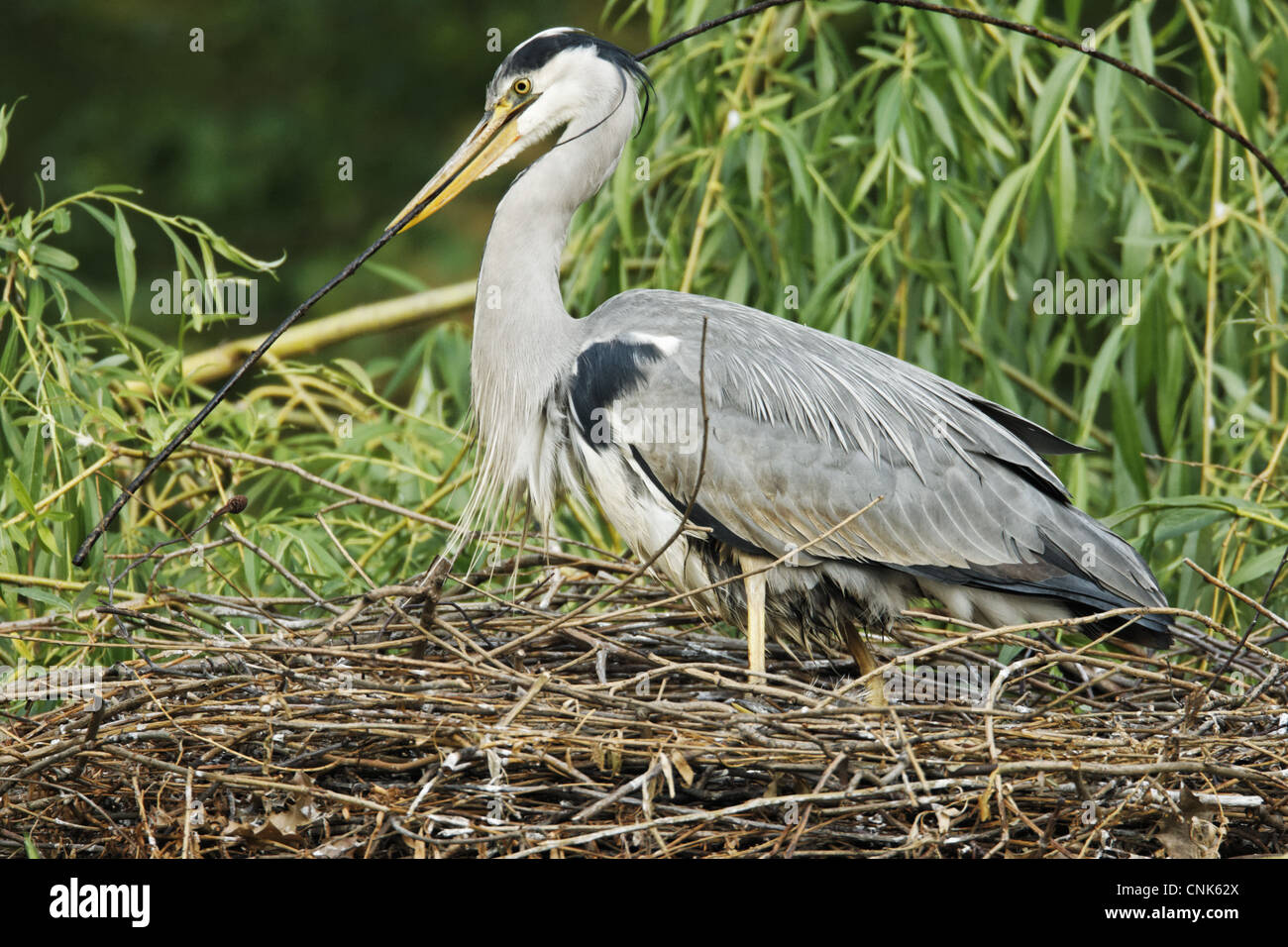 Grey Heron (Ardea cinerea) adult with chick, adding stick nesting material to nest in tree, Midlands, England, april Stock Photo