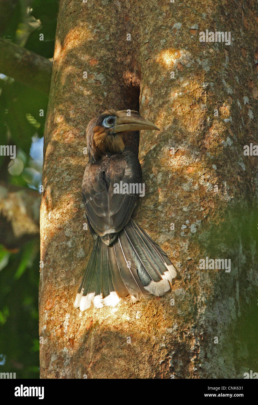 Tickell's Brown Hornbill Anorrhinus tickelli adult male visiting nesthole in tree trunk Kaeng Krachan N.P Thailand february Stock Photo