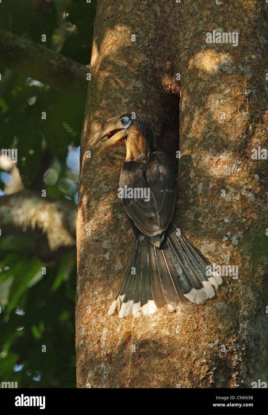 Tickell's Brown Hornbill Anorrhinus tickelli adult male regurgitating fruit visiting nesthole tree trunk Kaeng Krachan N.P Stock Photo