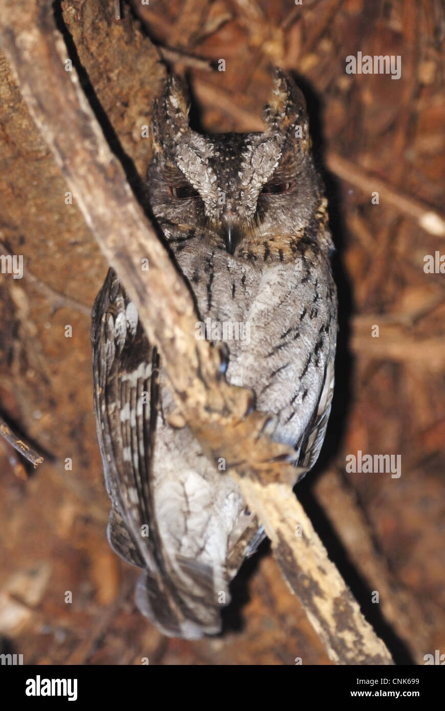 Malagasy Scops-owl Otus rutilus adult perched on branch in gallery forest Berenty Nature Reserve Southern Madagascar august Stock Photo