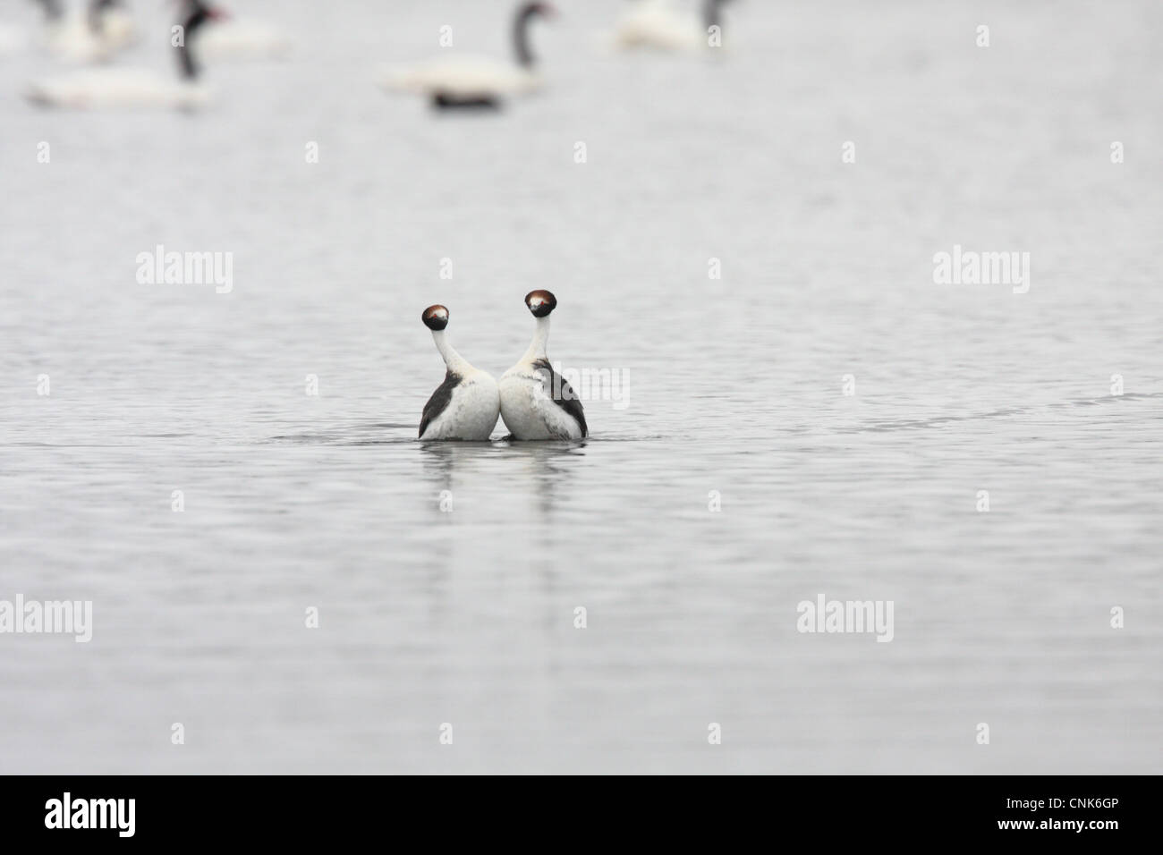 Hooded Grebe Podiceps gallardoi adult pair displaying only known photograph display Black-necked Swans Cygnus melanocoryphus Stock Photo