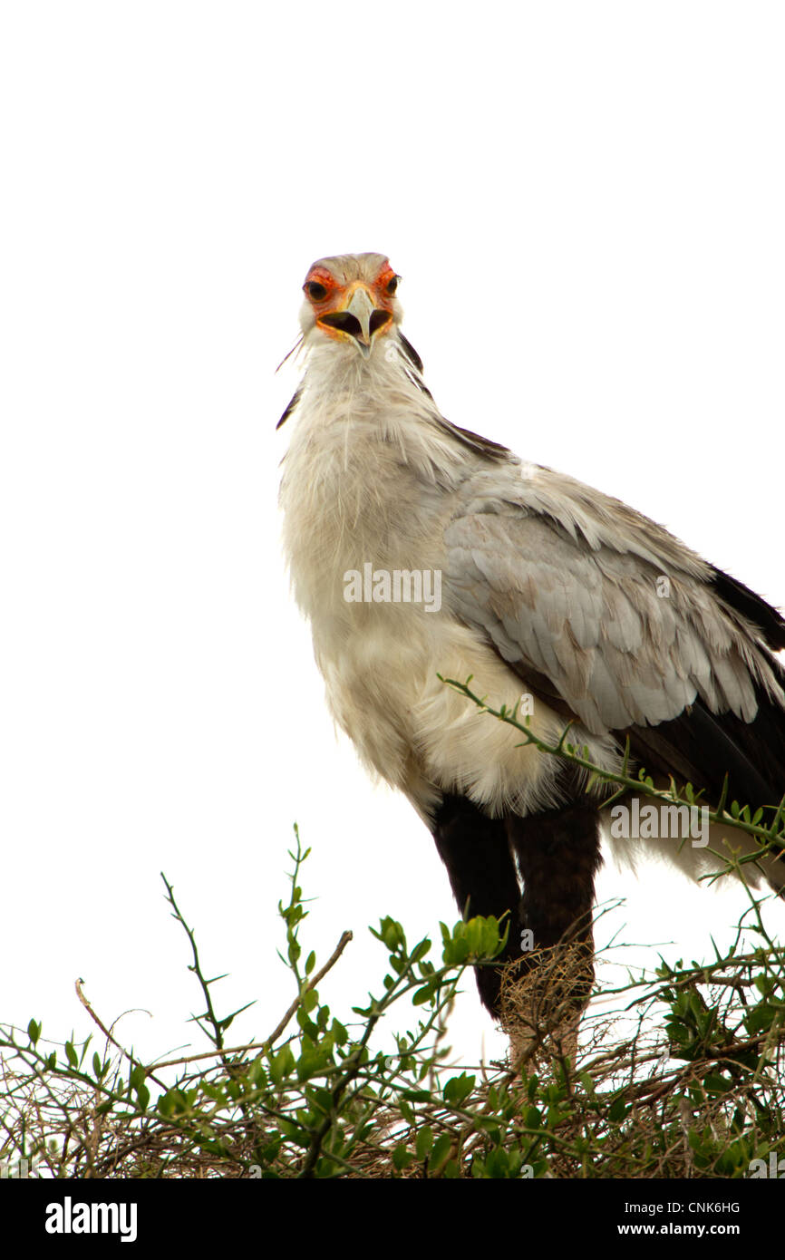 Secretary Bird on Nest Stock Photo - Alamy