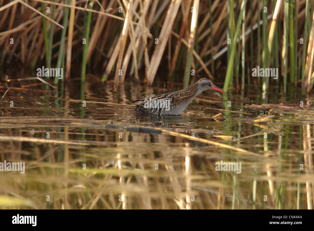 Austral Rail High Resolution Stock Photography and Images - Alamy