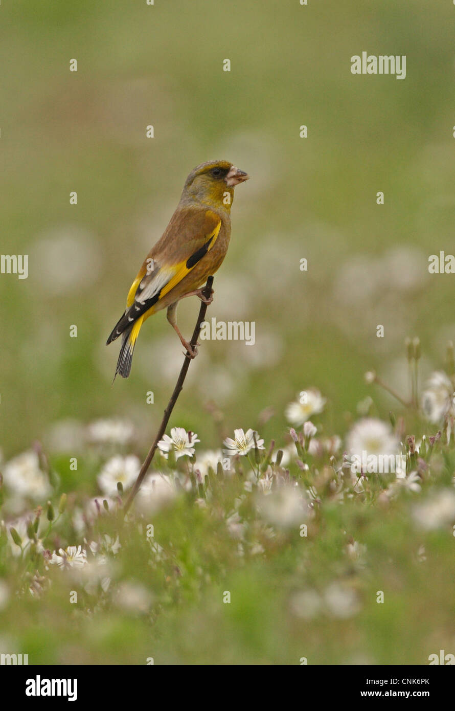 Oriental Greenfinch (Carduelis sinica ussuriensis) adult male, perched on stick amongst flowers, Beidaihe, Hebei, China, may Stock Photo