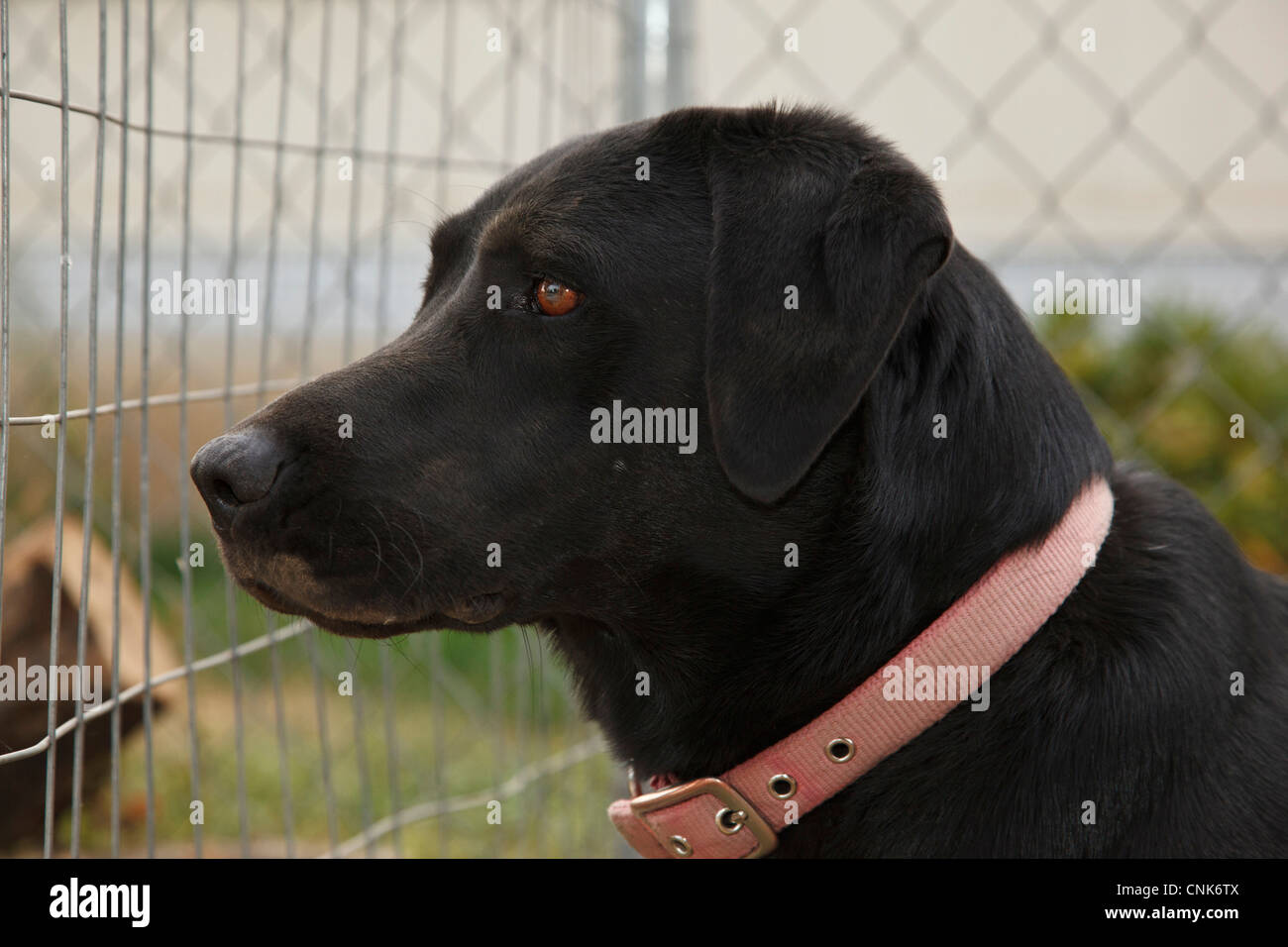 USA, Oregon, Pendelton, Labrador Retriever Stock Photo Alamy