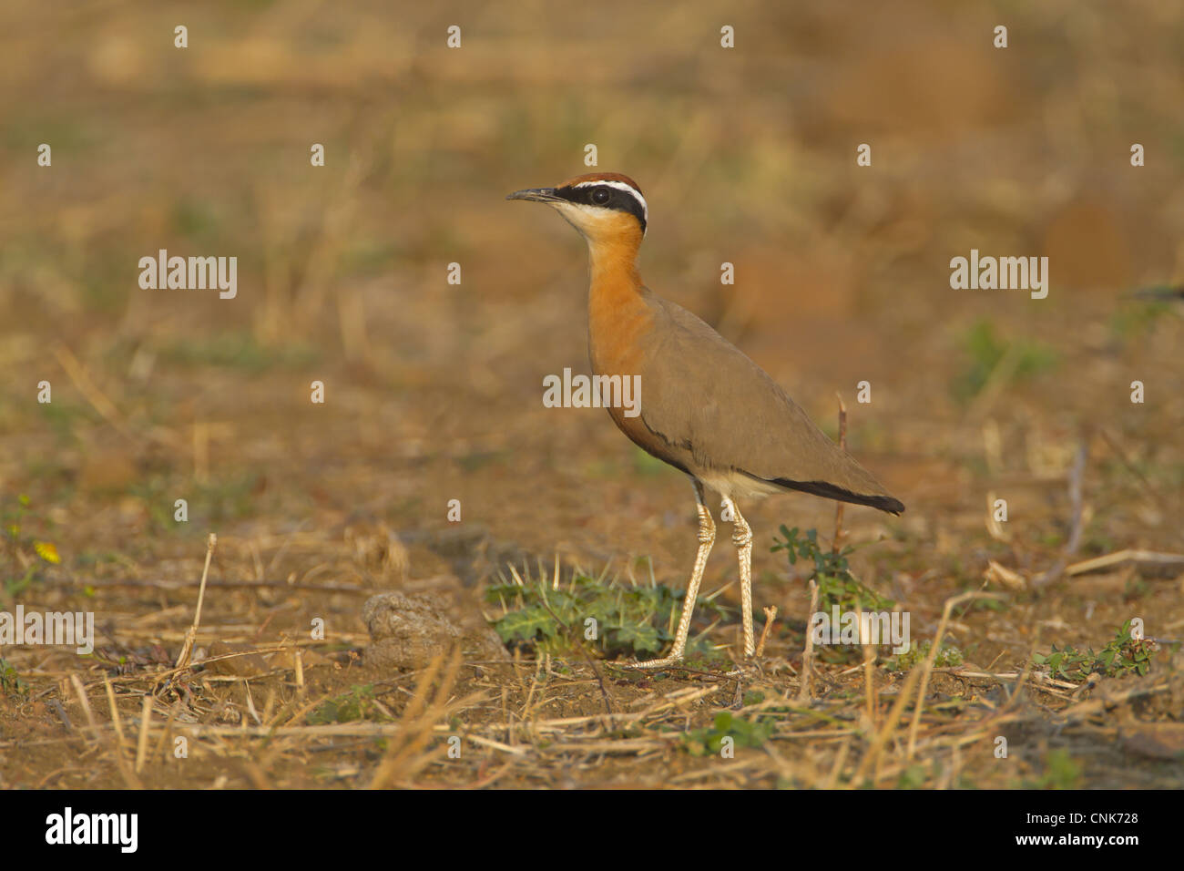 Indian Courser (Cursorius coromandelicus) adult, standing in field, India, february Stock Photo