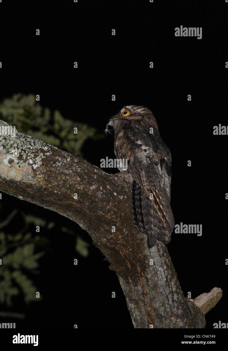 Northern Potoo Nyctibius jamaicensis adult feather in beak perched on branch at night Marshall's Pen Jamaica november Stock Photo
