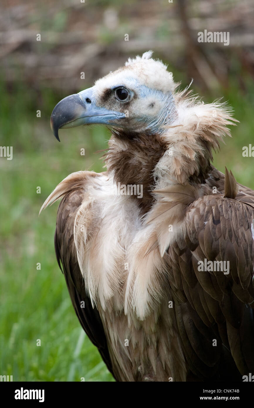 Bird Bird of Prey Cinereous Vulture Vulture Stock Photo - Alamy