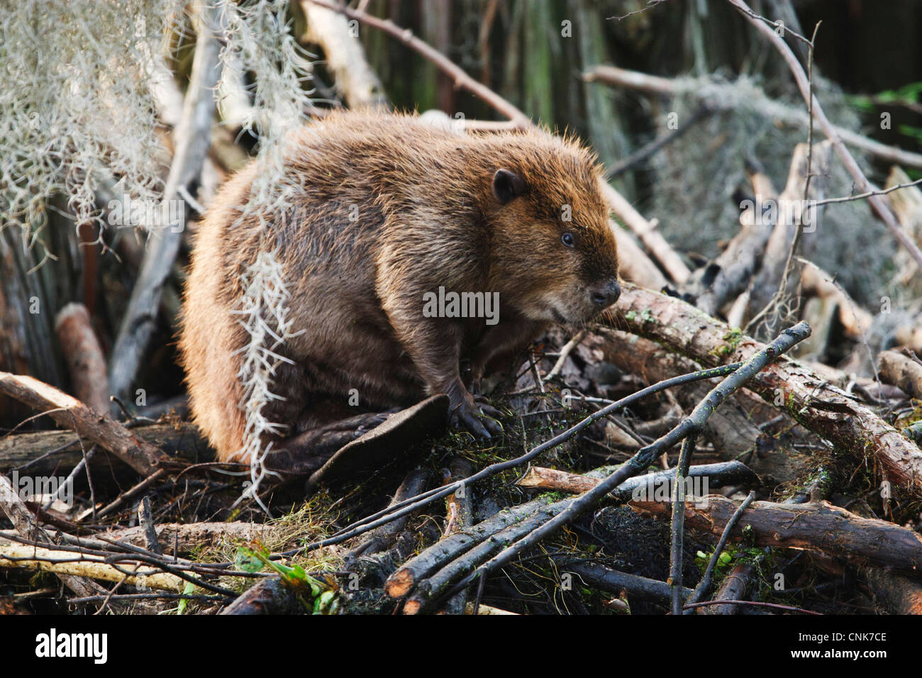 North America, USA, Texas, Caddo Lake, American beaver (Castor canadensis) adult sitting on lodge Stock Photo