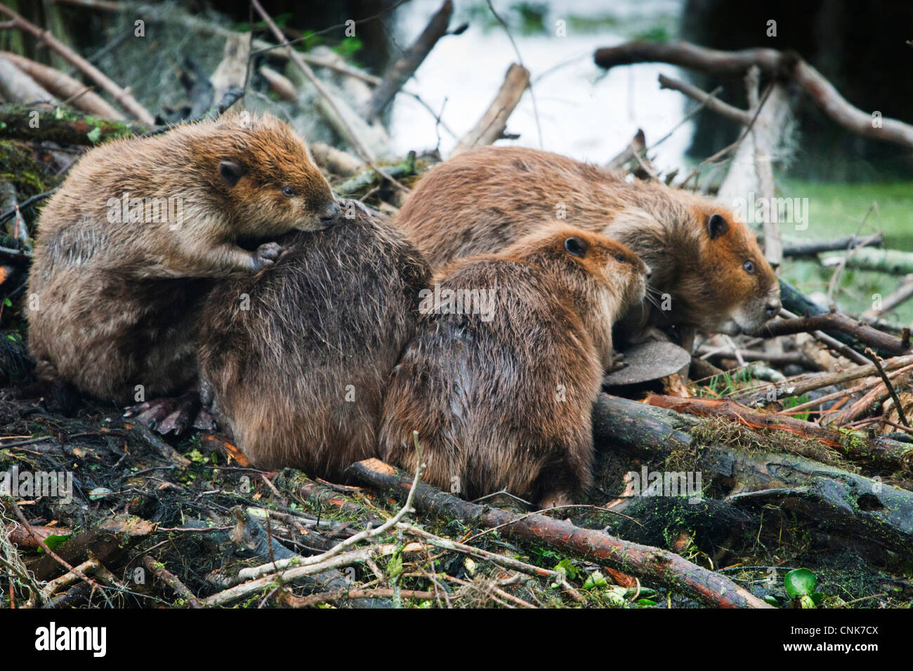 North America, USA, Texas, Caddo Lake, American beaver (Castor