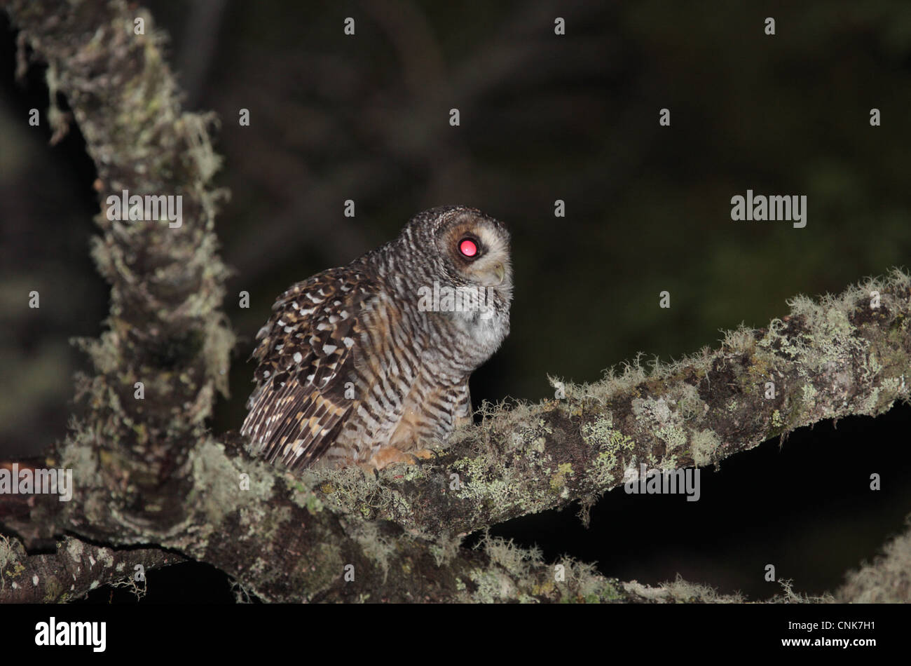 Strix Rufipes Strix rufipes hi-res stock photography and images - Alamy