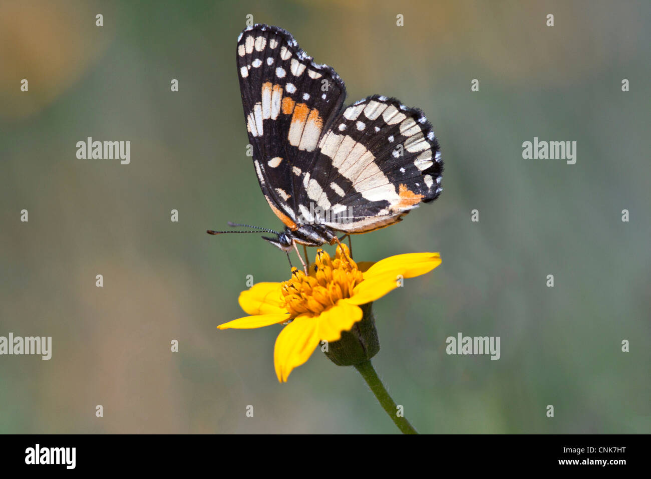 North America, USA, Texas, Hidalgo Co., Edinburg, bordered patch (Chlosyne lacinia) nectaring on daisy. Stock Photo