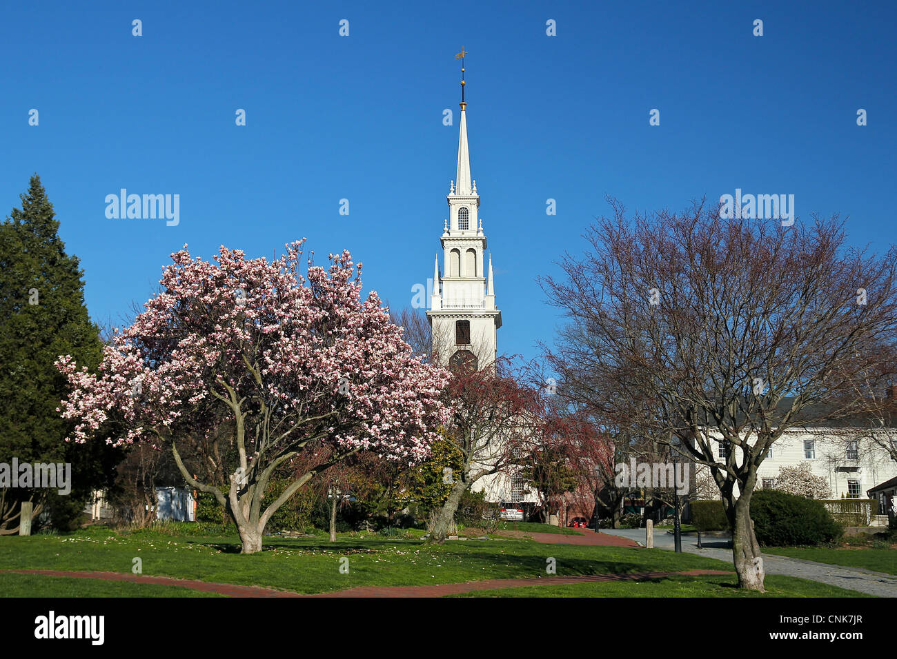 The steeple of Trinity Church (constructed 1725-1726) rises behind a tree flowering in springtime, in Newport, Rhode Island Stock Photo