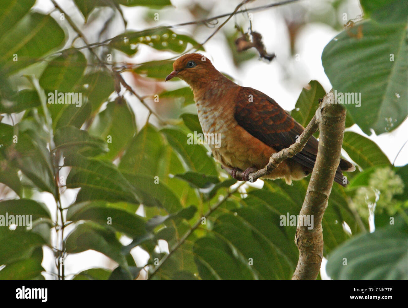 Little Cuckoo-dove (Macropygia ruficeps assimilis) juvenile, perched in tree, Kaeng Krachan N.P., Thailand, november Stock Photo
