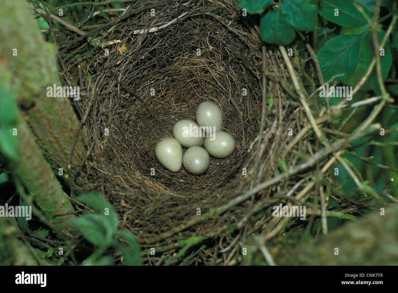 European Jay (Garrulus glandarius) nest and five eggs Stock Photo