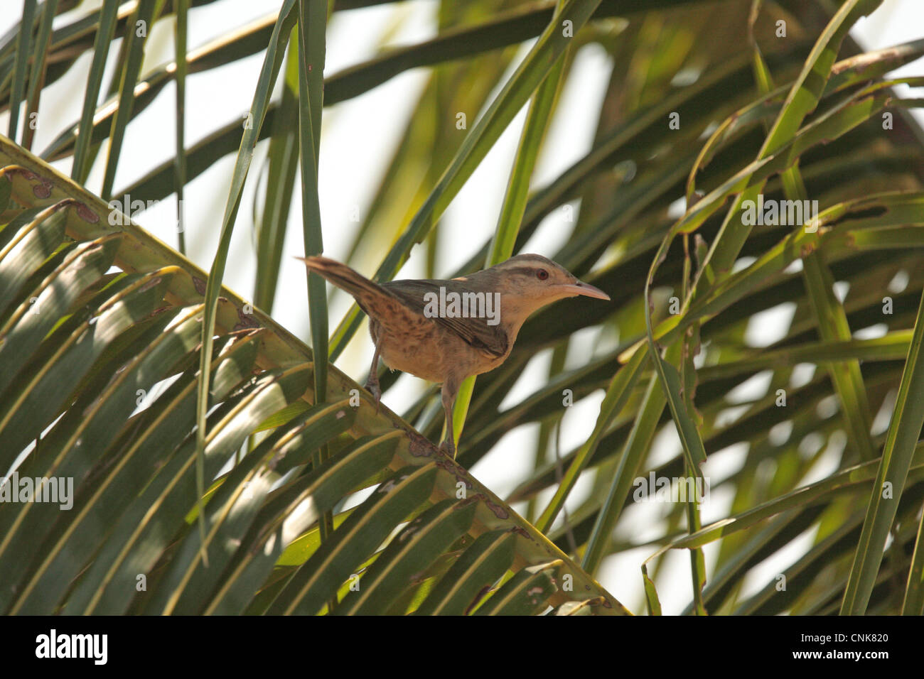 Thrush-like Wren (Campylorhynchus turdinus unicolor) adult, perched on palm frond, Porto Jofre, Mato Grosso, Brazil, september Stock Photo