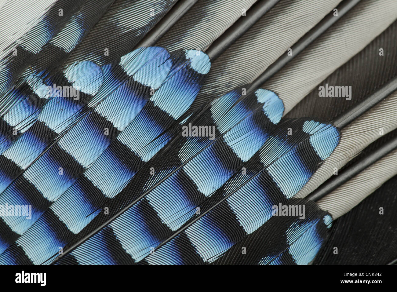 Eurasian Jay (Garrulus glandarius) adult, close-up of wing feathers, Sheffield, South Yorkshire, England, may Stock Photo