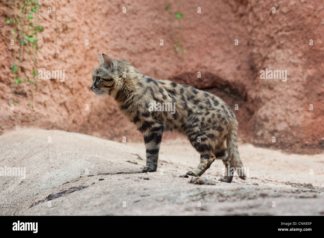 Black Footed Cat Cat Stock Photo