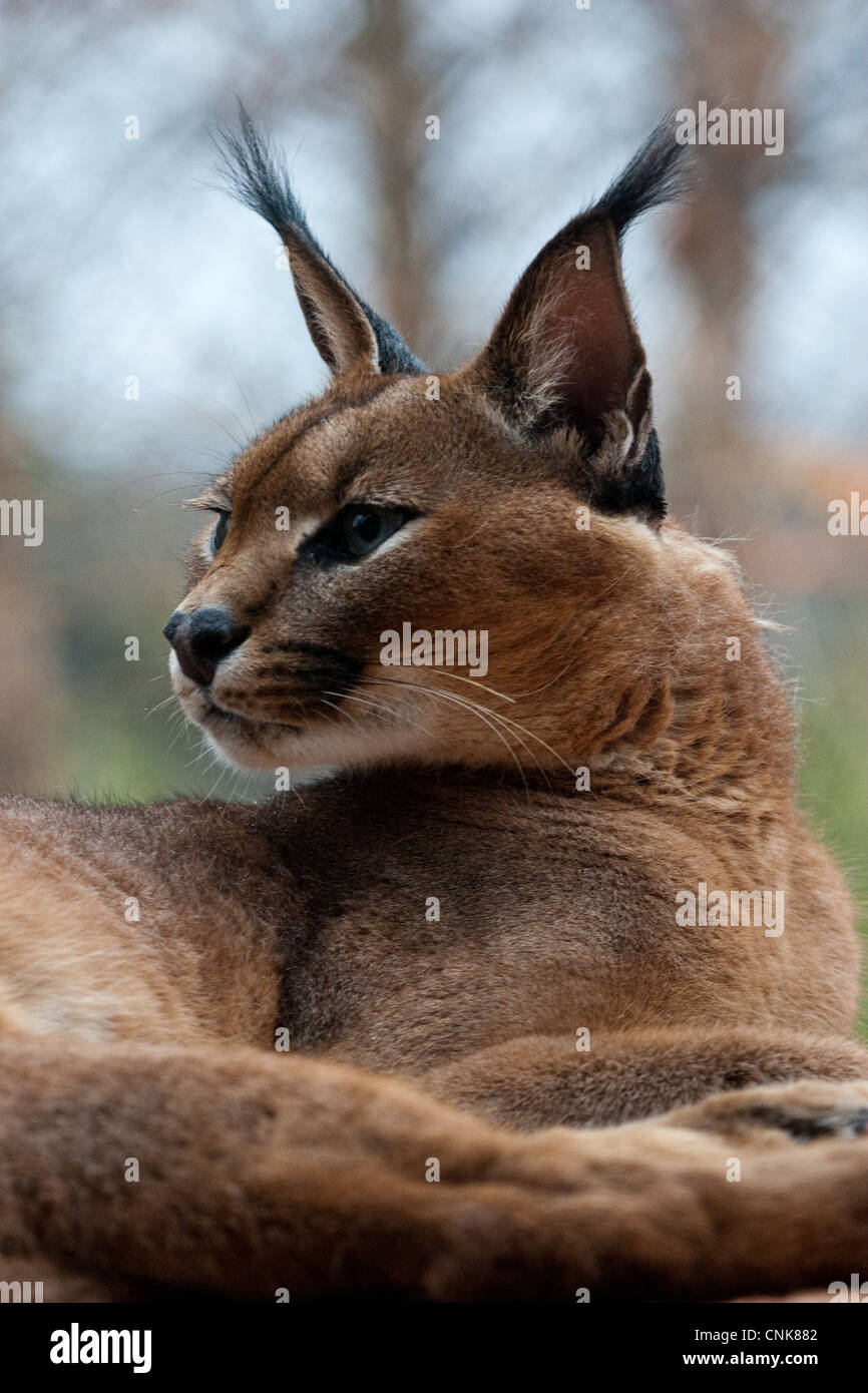 Cat ears hires stock photography and images Alamy