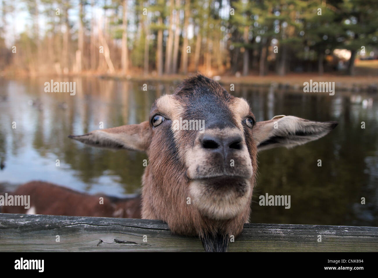 A goat greats a visitor to a farm in Colrain, Massachusetts Stock Photo