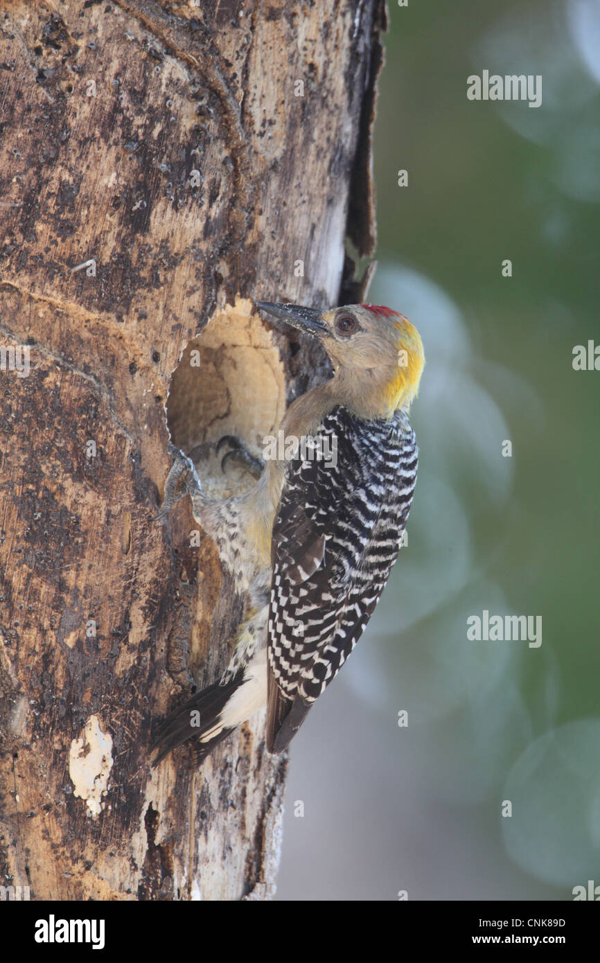 Hoffmann's Woodpecker (Melanerpes hoffmannii) adult male, excavating nesthole in tree trunk, Costa Rica, february Stock Photo